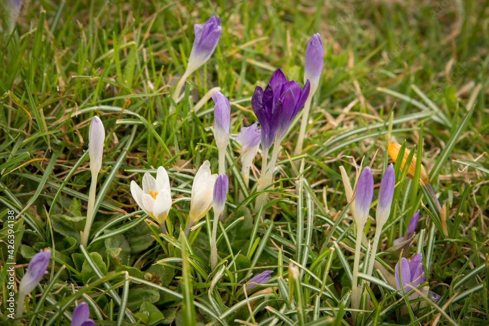 White, yellow and pink crocuses with green grass in the field at White, yellow and pink crocuses with green grass in the field at