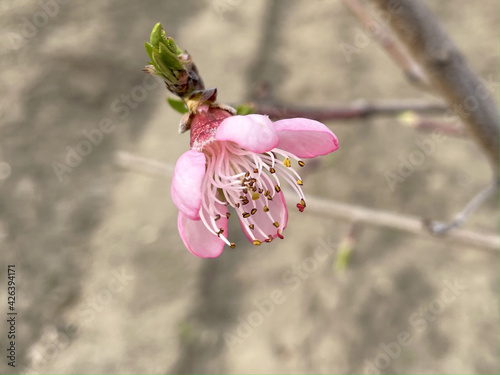 peach flower blossomed in the spring in the garden