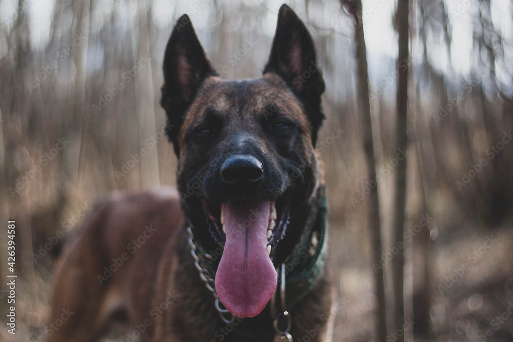 Moody portrait of a belgian shepherd dog with tongue out