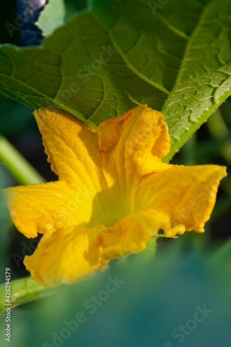 Large yellow flower vegetable pumpkin in the garden in summer on the garden bed close up