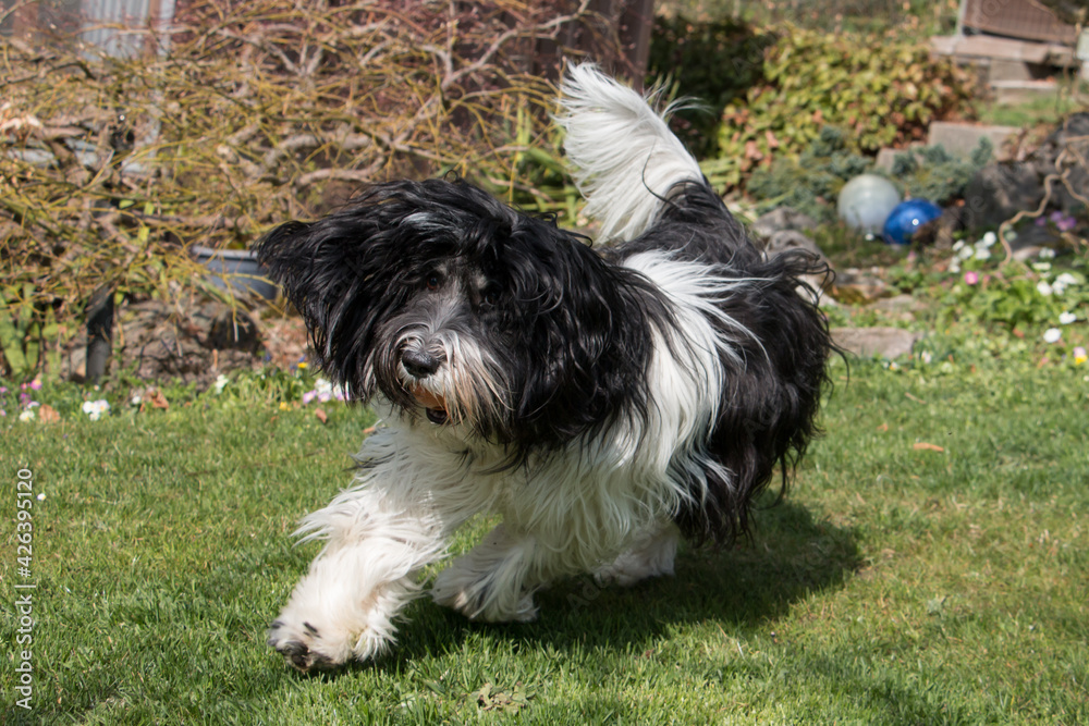 Schapendoes / PON Mix playing with a ball in garden