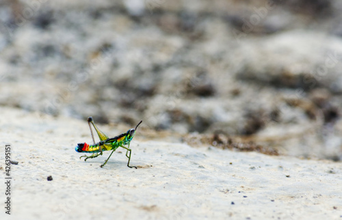 Grasshopper Payaso - Paramastax nordestensis macho photo