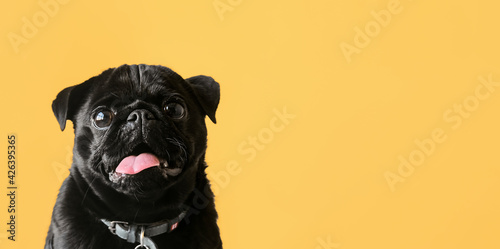 Banner of cute black pug dog on isolated yellow background with copy empty space. Funny pet selective focus.