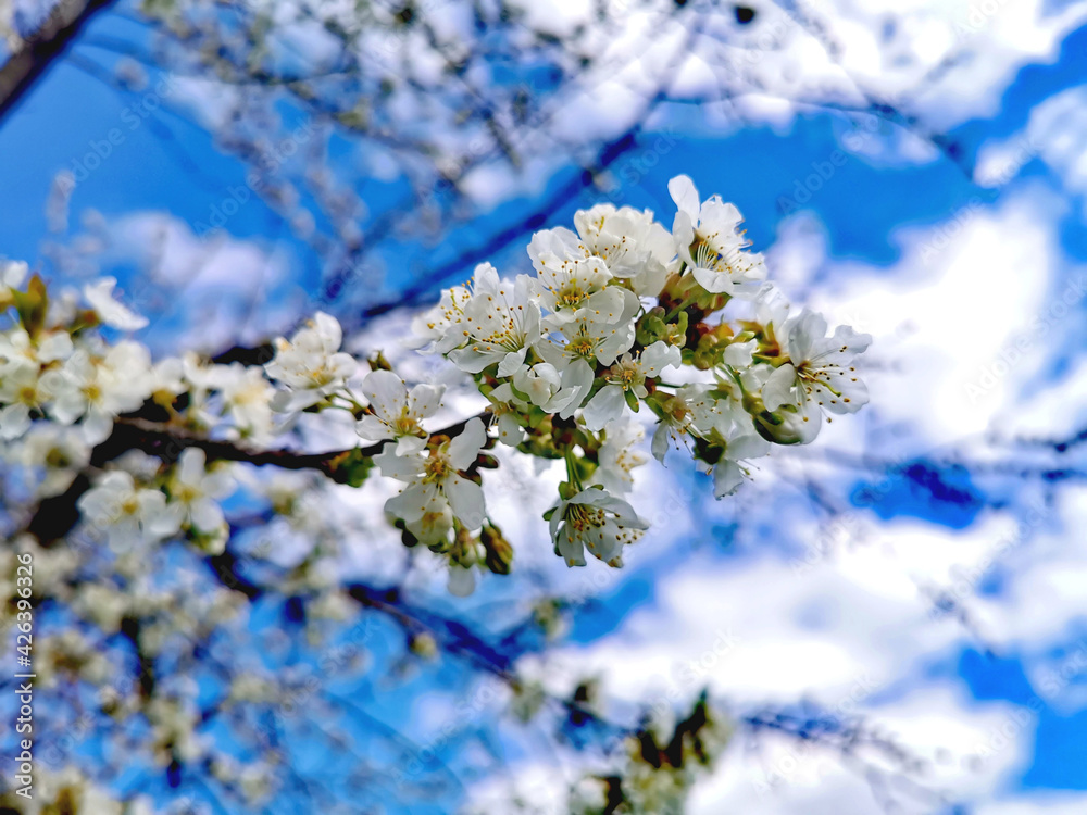 Kirschblüte / Apfelblüte Baum auf blauer Himmel