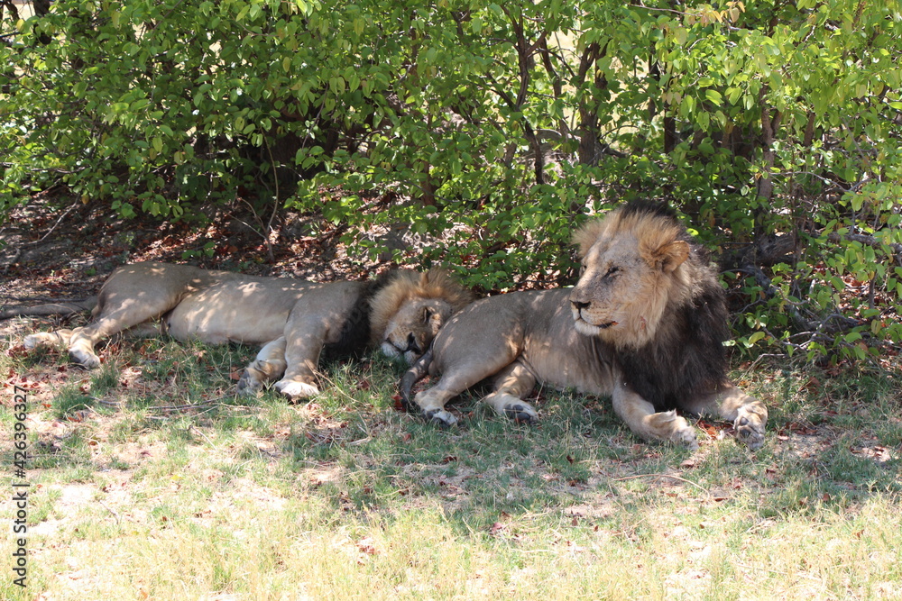 two male lions relaxing under a tree two male lions relaxing under a tree