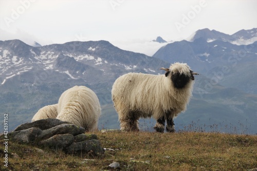A sheep of the clownesque black face, white body Swiss Schwarznasenschaf race, two companions by its side, against a alpine mountain and snow backdrop staring curiously full frontal at the onlooker
