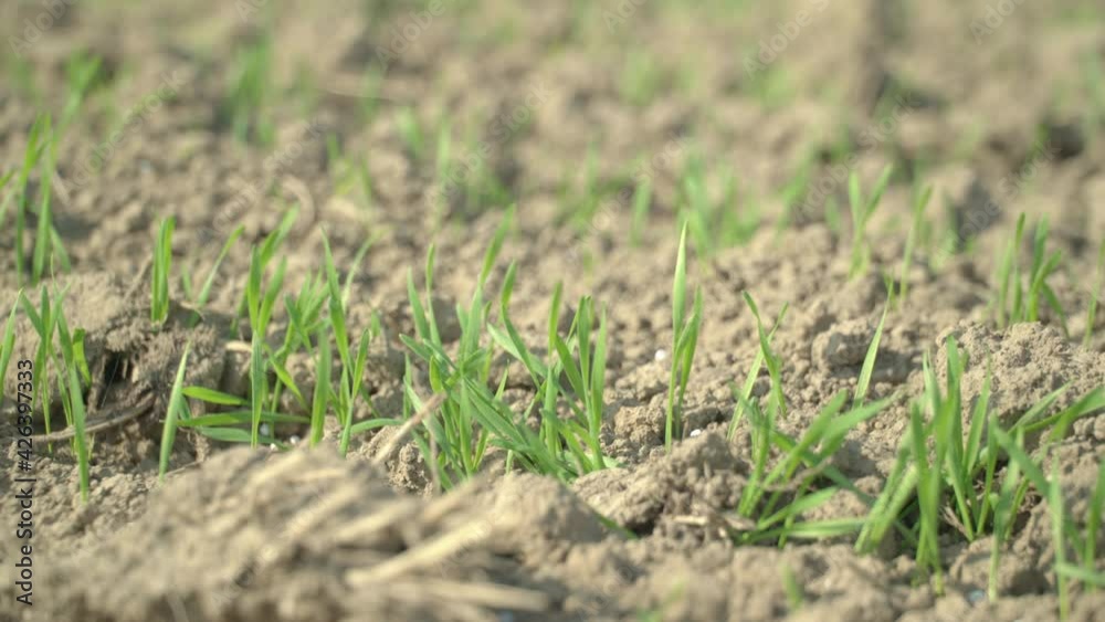 Soil with green sprouts of crops growing in spring Soil with green sprouts of crops growing in spring