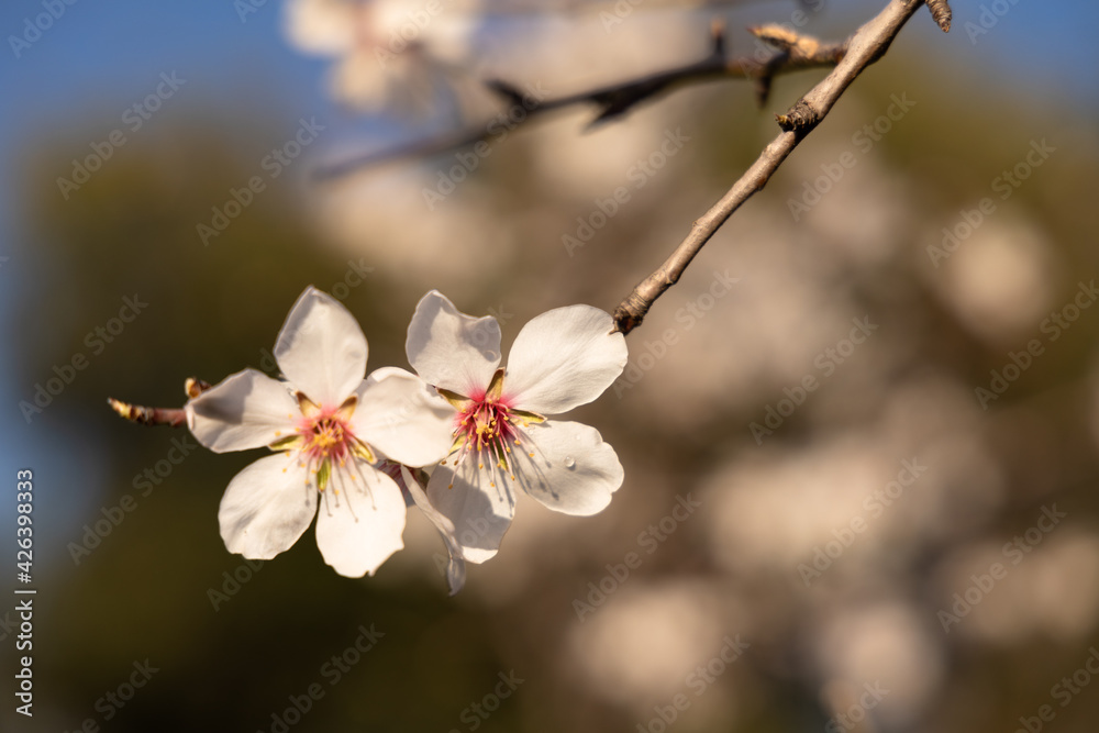 White Almond blossom flower against a blue sky, vernal blooming of almond tree flowers in Spain White Almond blossom flower against a blue sky, vernal blooming of almond tree flowers in Spain