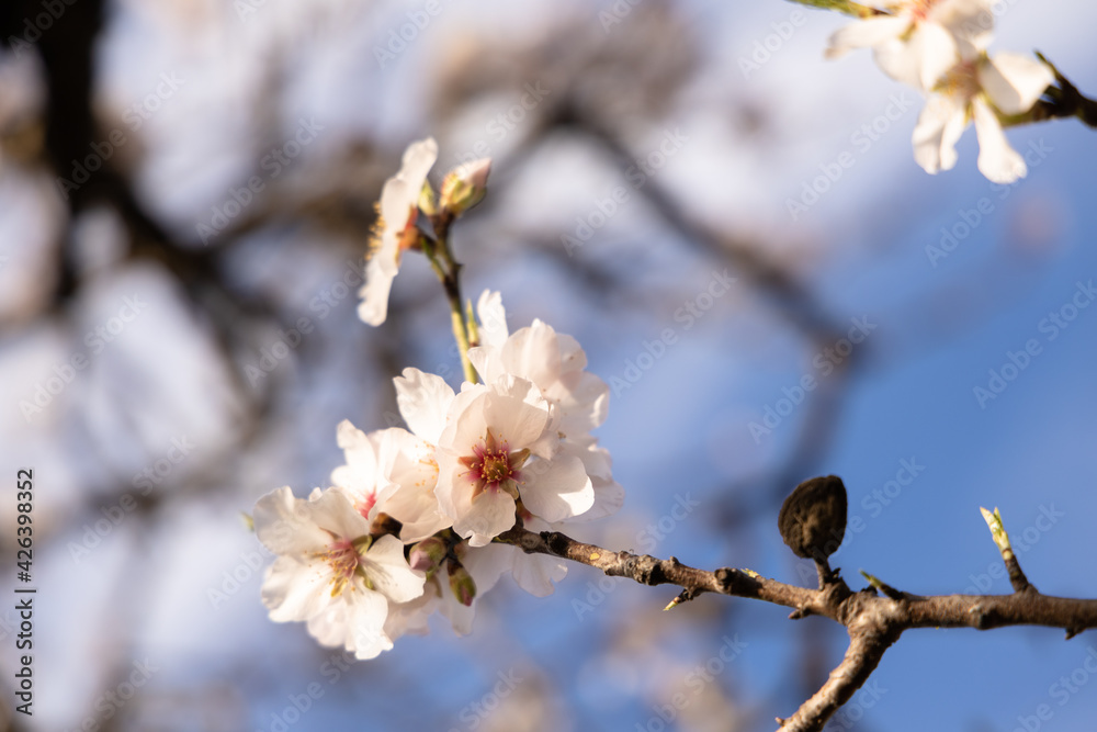 The almond tree flowers with branches and almond nut close up, blurry background