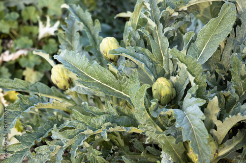 Closeup of ripening globe artichoke, green flower vegetable, field of artichokes,  photo