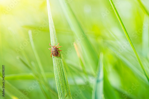 Fotografie small brown tick sits on the grass in the bright summer sun during the day