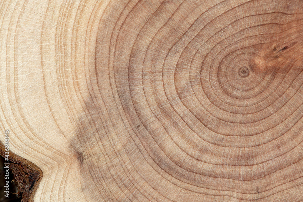 Naklejka premium Board with sawed branches by juniper and acacia