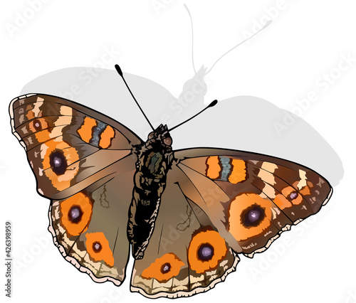 Meadow Argus - Beautiful Butterfly Junonia villida Isolated on White Background, Vector Illustration