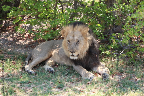 a male lion in close up