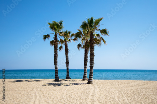 Palm trees on the beach of Calafell on the sunny day  Spain  sea in the background 