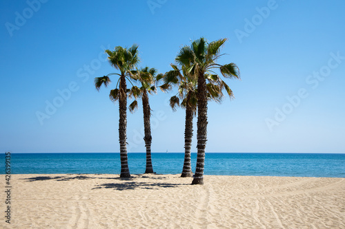 Fototapeta Naklejka Na Ścianę i Meble -  Palm trees on the beach of Calafell on the sunny day, Spain, sea in the background 