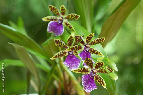 Branch of zygopetalum orchid blossoms. Focus on the blossom right below. photo