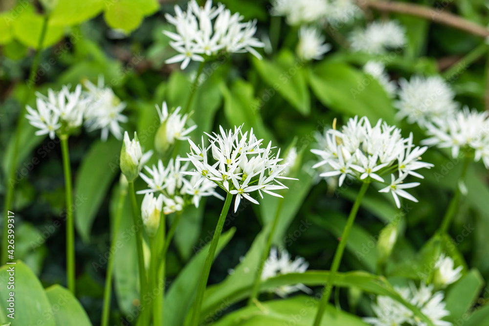White wild garlic flowers, forest garlic close up White wild garlic flowers, forest garlic close up