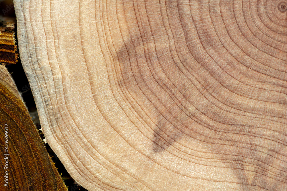 Naklejka premium Board with sawed branches by juniper and acacia