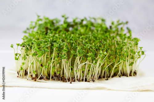 Radish micro greens. Vegan and healthy organic food. Sprouted radish Seeds, microgreens. photo