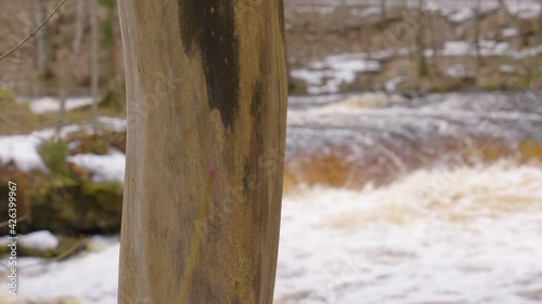 The view of the Nommeveski waterfalls in Lahemaa Estonia from a small tree in the forest photo