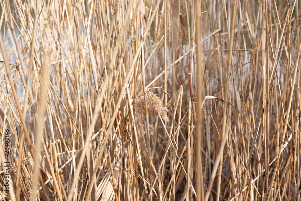 reeds in the wind reeds in the wind