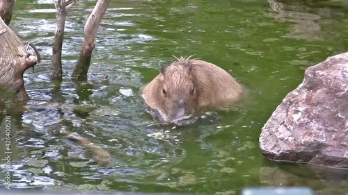 Diving Capybara