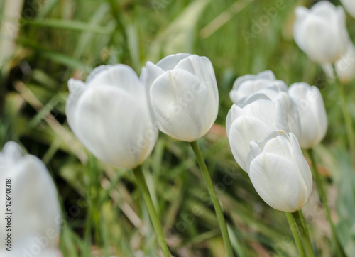 white tulip flowers