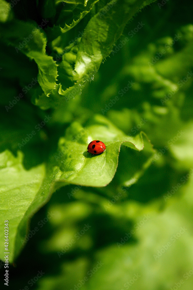 ladybug on green leaf ladybug on green leaf