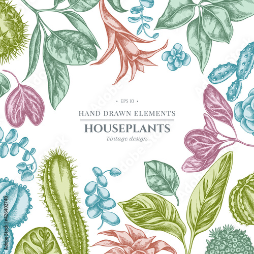 Floral design with pastel ficus, iresine, kalanchoe, calathea, guzmania, cactus