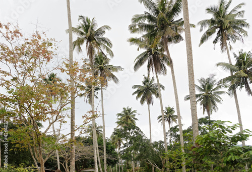  Coconut palms on the coconut island