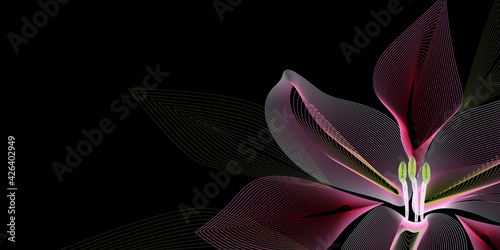 Abstract background, linear lily flower background