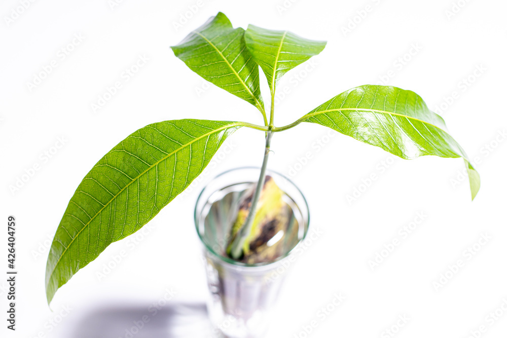 mango tree in a glass of water, Mangifera, rooting plant in water