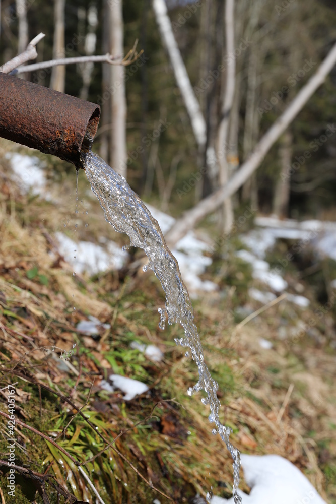 Obraz premium snow in the forest