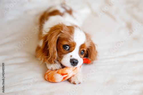 Portrait of Cavalier King Charles Spaniel. A beautiful breed of dogs.