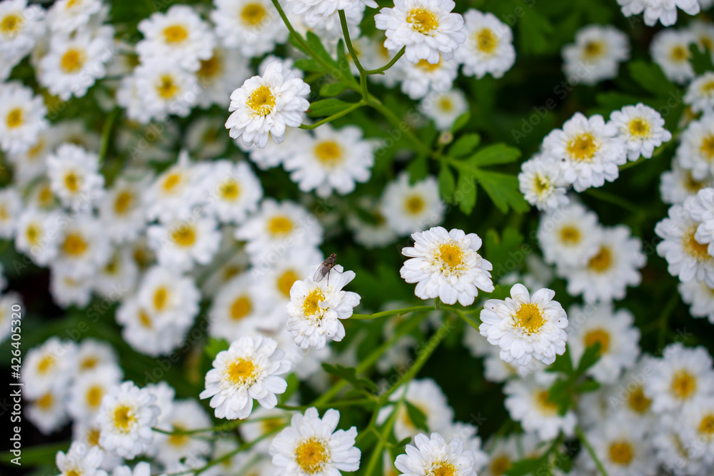 Fototapeta premium Achillea ptarmica, the sneezewort, sneezeweed, bastard pellitory, European pellitory, fair-maid-of-France, goose tongue, sneezewort yarrow, wild pellitory, or white tansy in the green garden