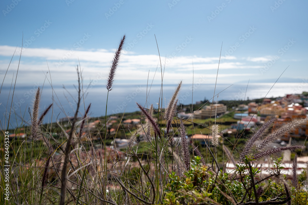 Blick vom Berg auf das Ozean mit Gras in Vordergrund. La Palma, Kanarische Insel