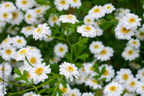 Achillea ptarmica, the sneezewort, sneezeweed, bastard pellitory, European pellitory, fair-maid-of-France, goose tongue, sneezewort yarrow, wild pellitory, or white tansy in the green garden