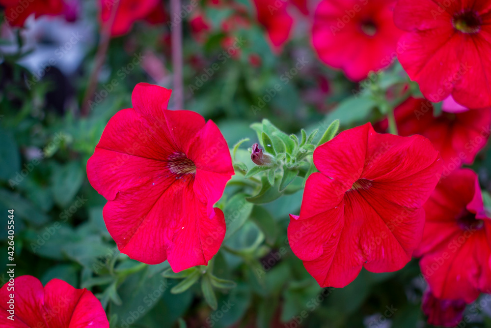 Beautiful red dense petunia or surfinia flowers with green leaves in a green bushy flowerpot in spring or summer garden Beautiful red dense petunia or surfinia flowers with green leaves in a green bushy flowerpot in spring or summer garden