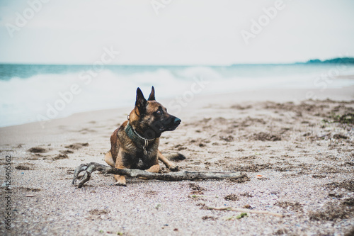 Shot of  a belgian shepherd dog lying on a seashore with his stick  © Kinga