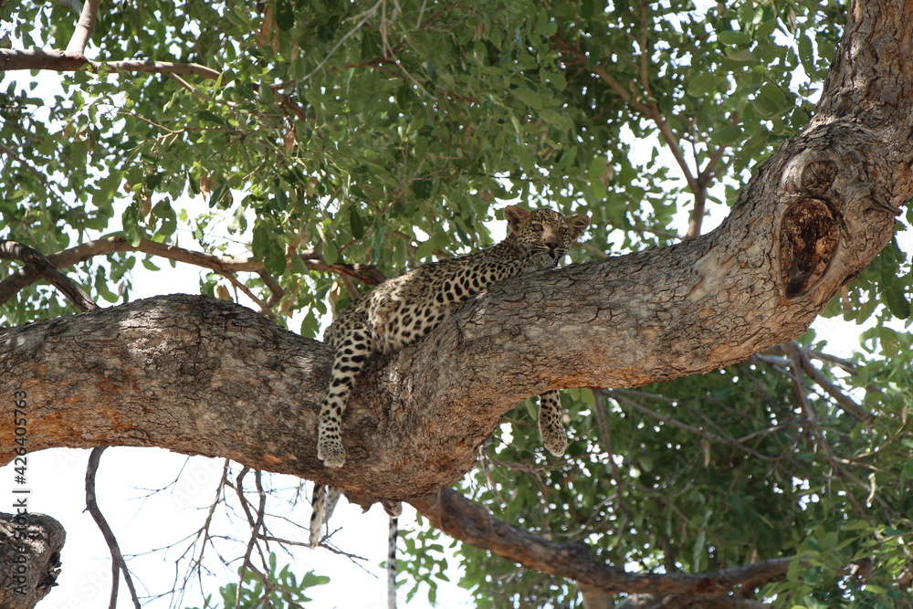 a leopard laying on a tree in botswana a leopard laying on a tree in botswana
