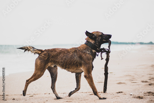 Shot of a wet belgian malinois playing with a stick on a seashore 