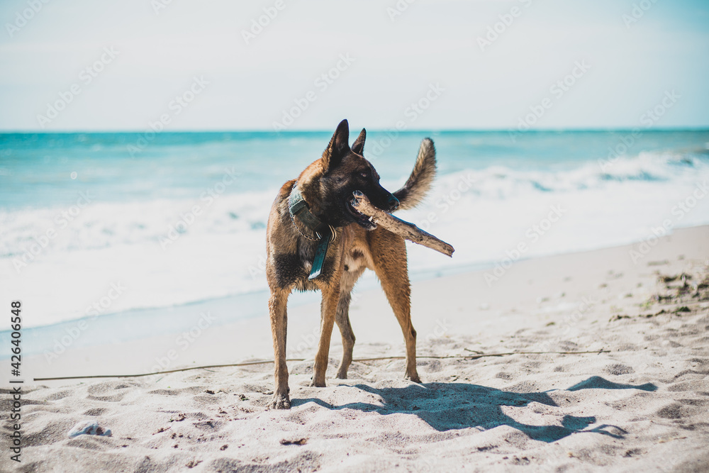 Naklejka premium Shot of a belgian malinois playing with a stick on a seashore