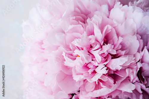Fototapeta Naklejka Na Ścianę i Meble -  Mono bouquet of fresh pink beautiful peony flowers in full bloom on beige background, top view, close up. Spring or summer blooms.