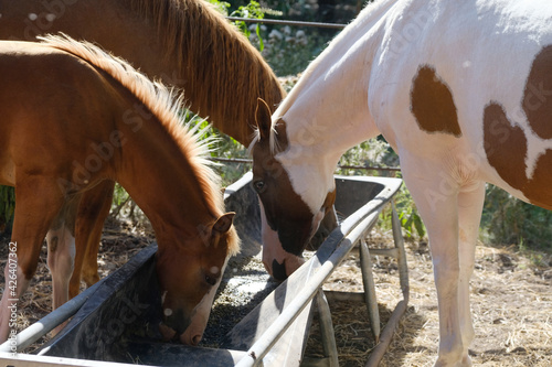 Horses eating from bunk feeder on farm.