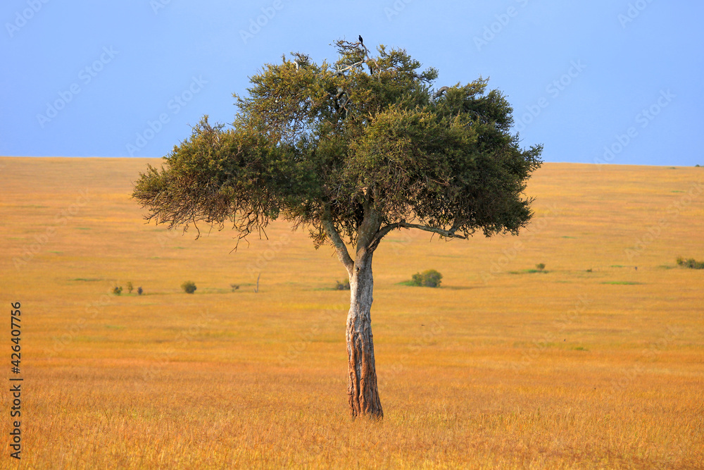 Obraz premium Tree in a savanna