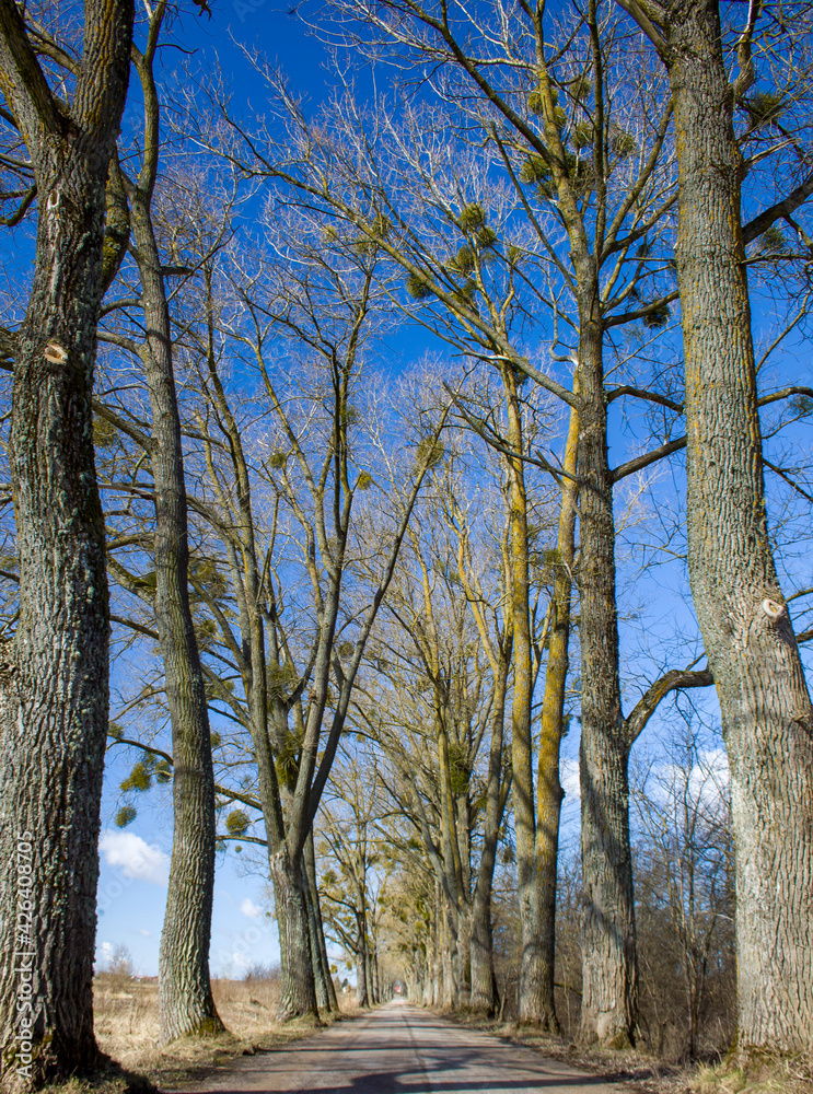 Fototapeta premium road with trees to the forest 