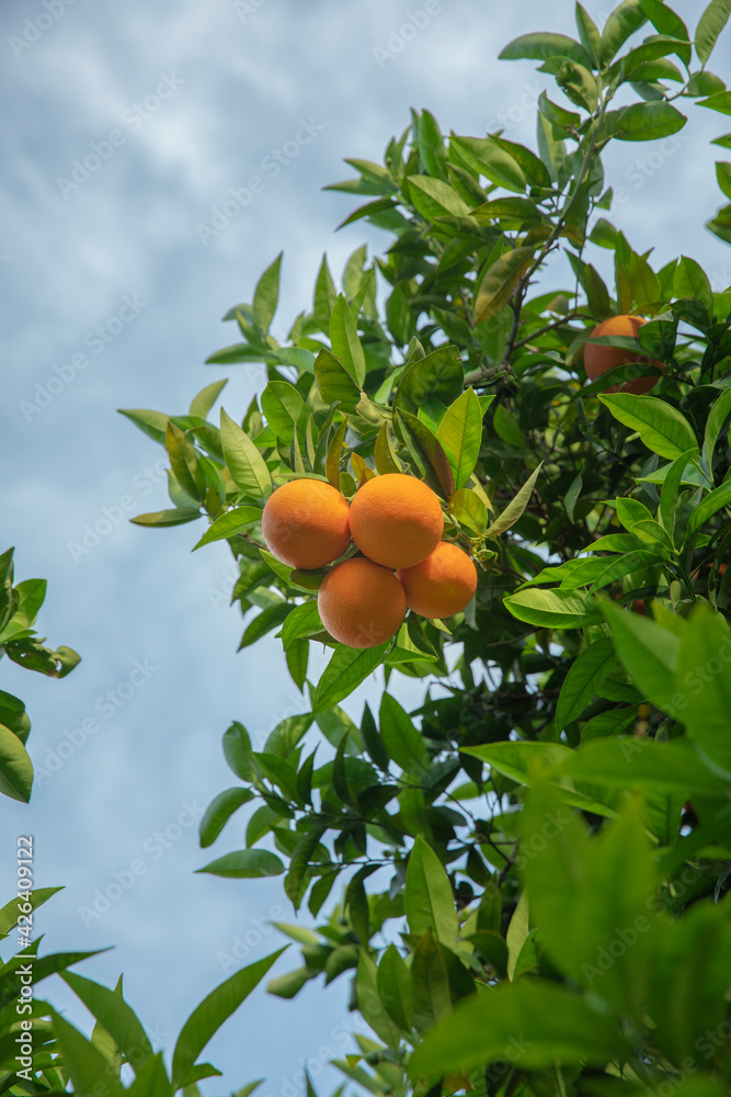 Oranges on a tree close up