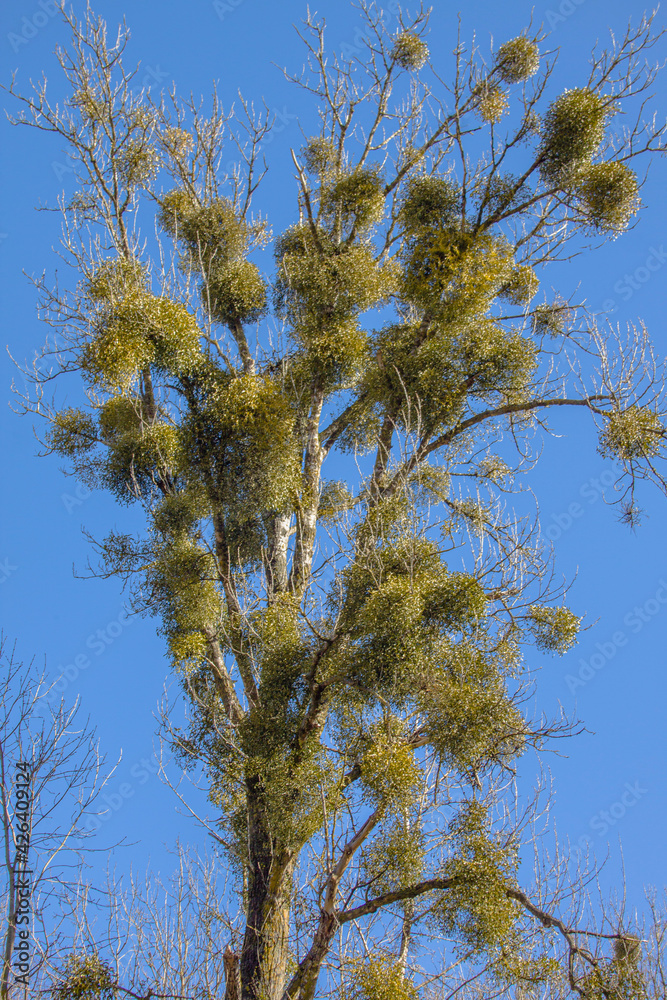 Mistletoe are semi-parasites-hemiparasites Mistletoe are semi-parasites-hemiparasites