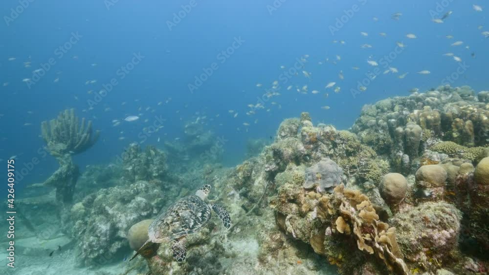 Hawksbill Sea Turtle in coral reef of Caribbean Sea, Curacao